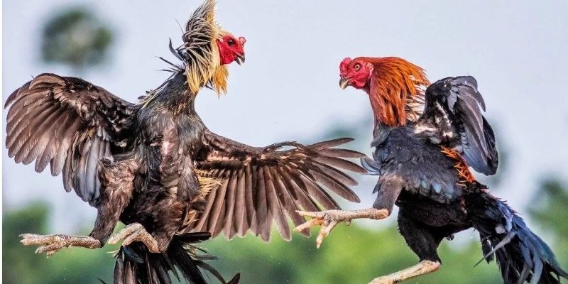 Quan sát lối chơi và phản xạ của chiến kê