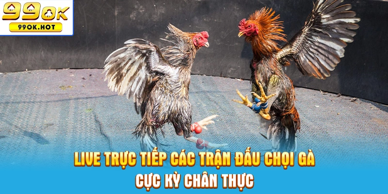 Live trực tiếp các trận đấu chọi gà cực kỳ chân thực